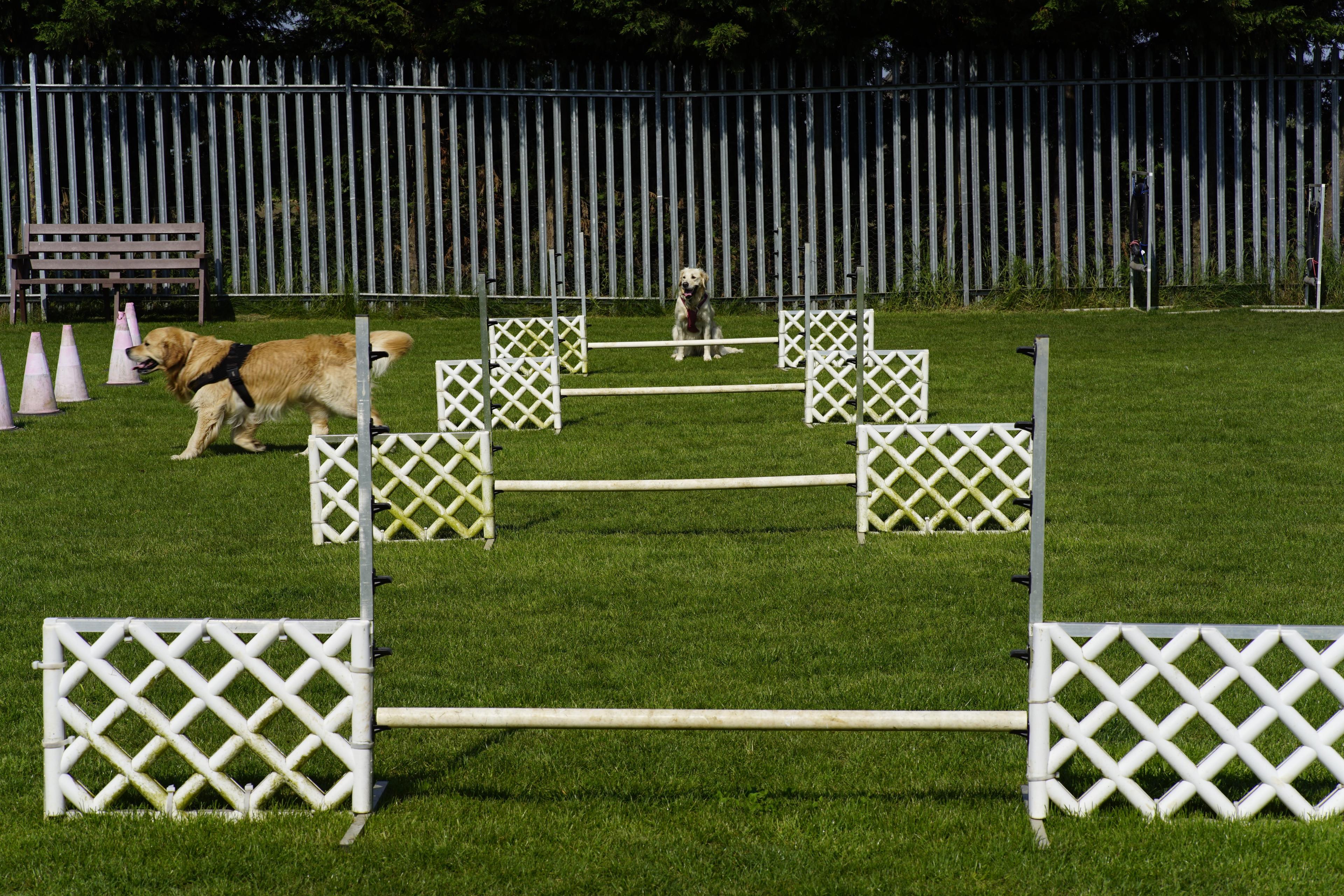 Labrador walking across the ramp