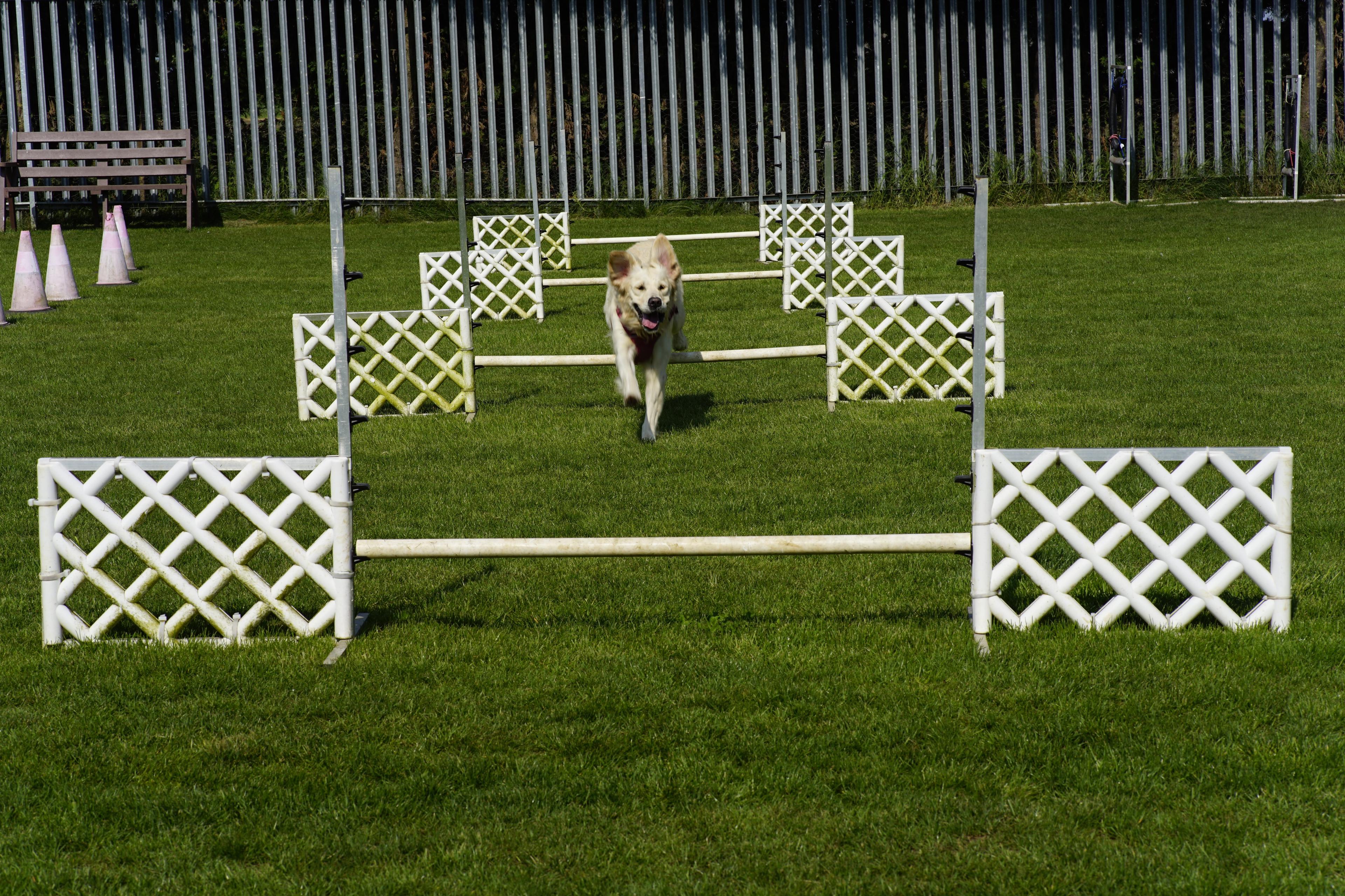 Labrador prepared for agility