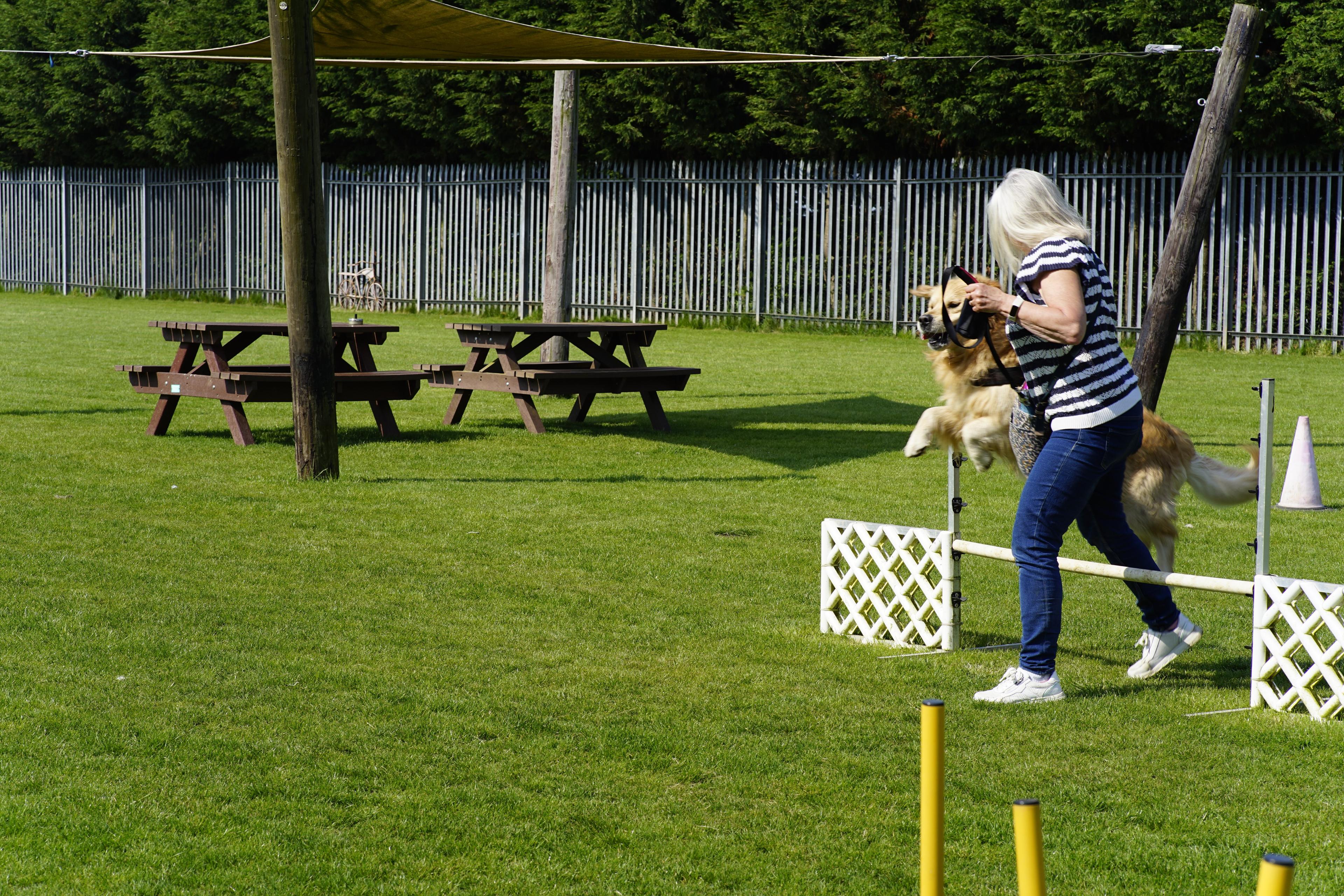 Labrador agility training