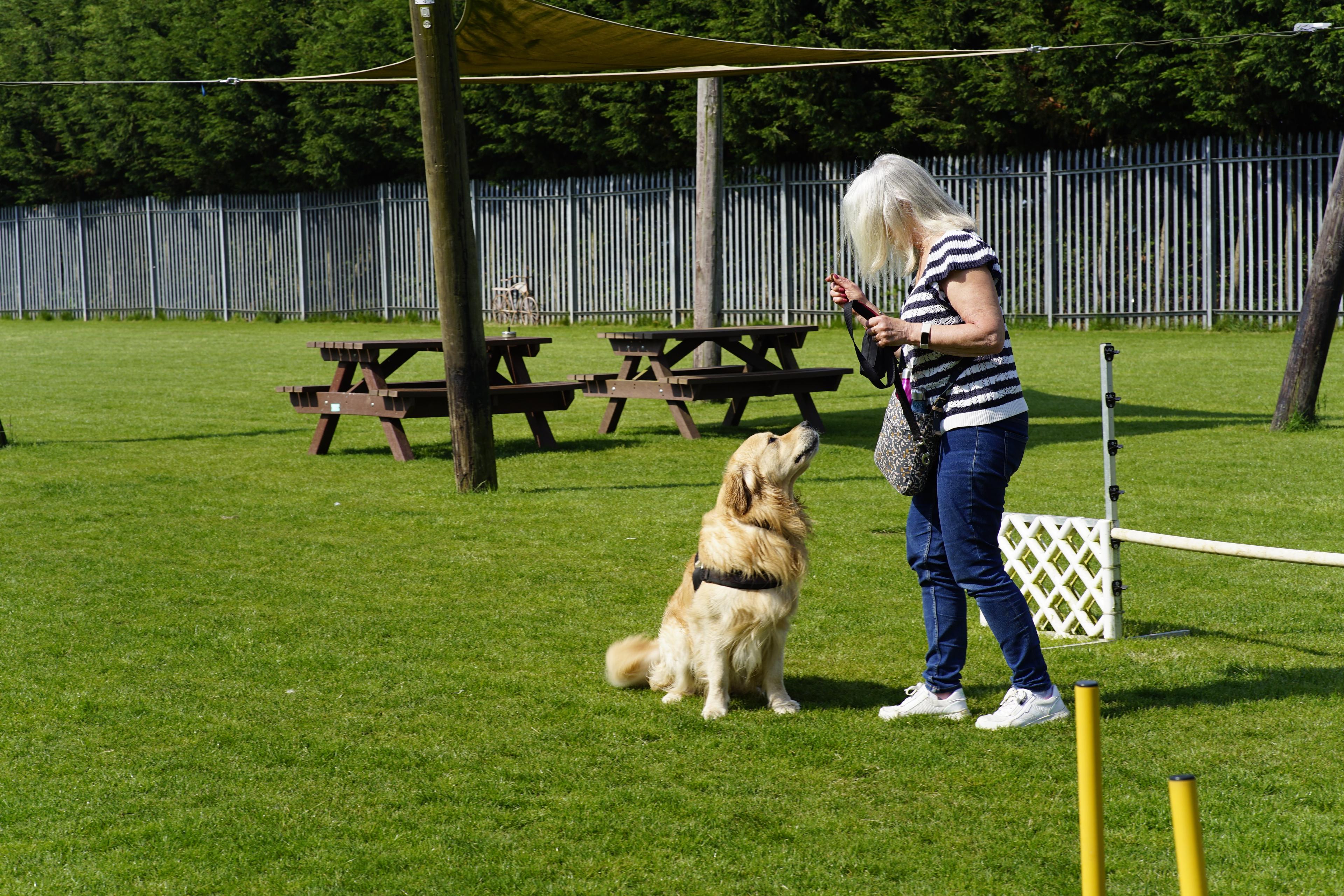 Owner and labrador agility training