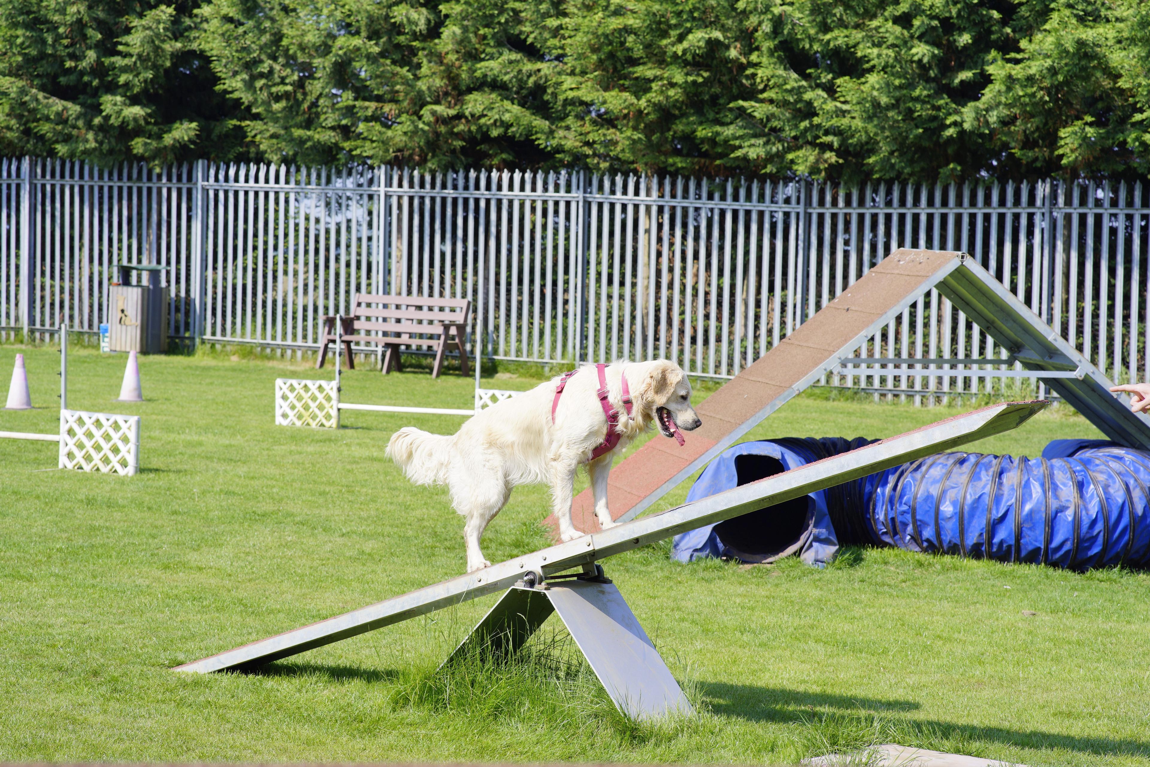 Owner giving her labrador a treat after agility training