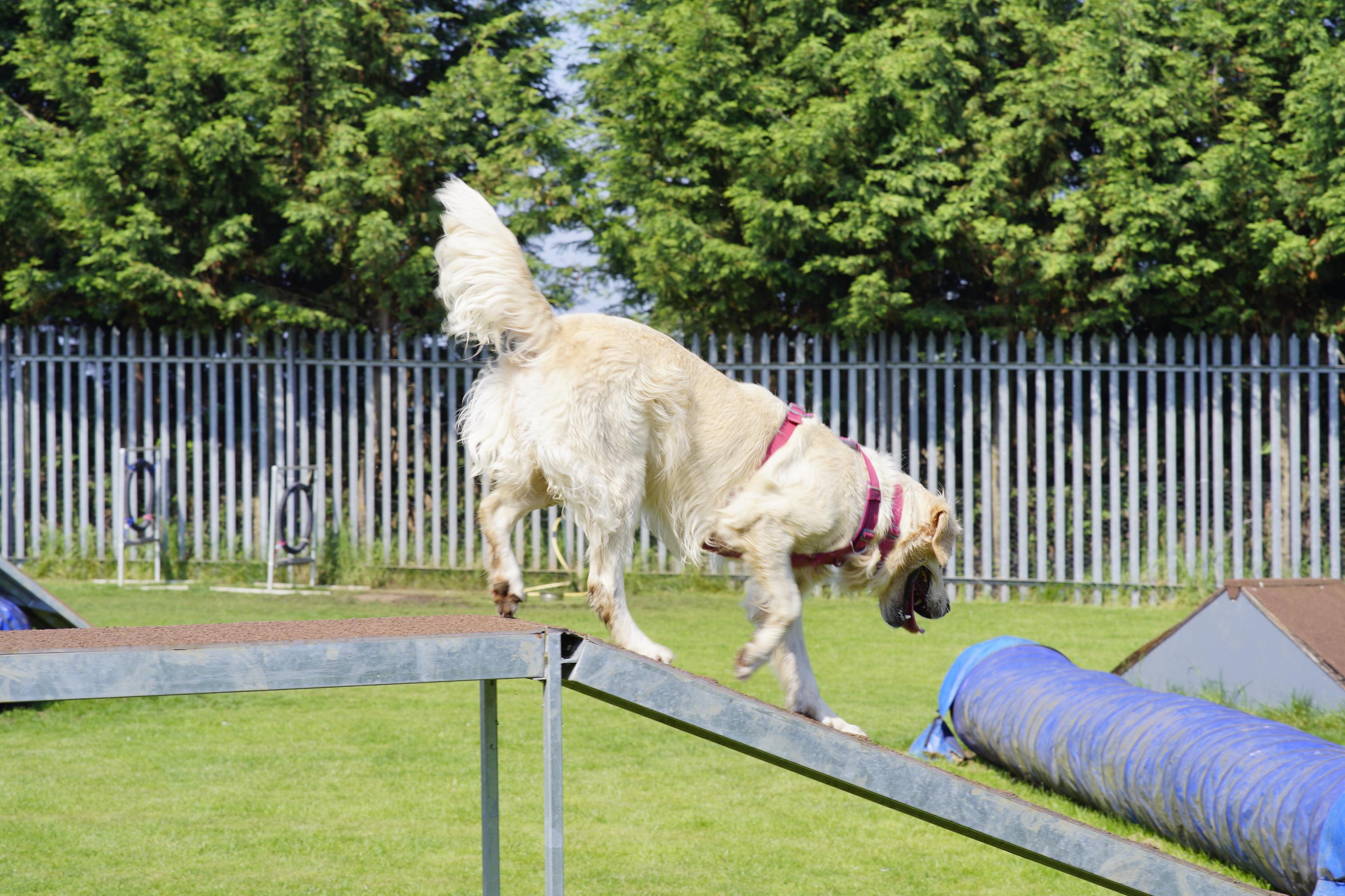 Pup agility training on the seesaw