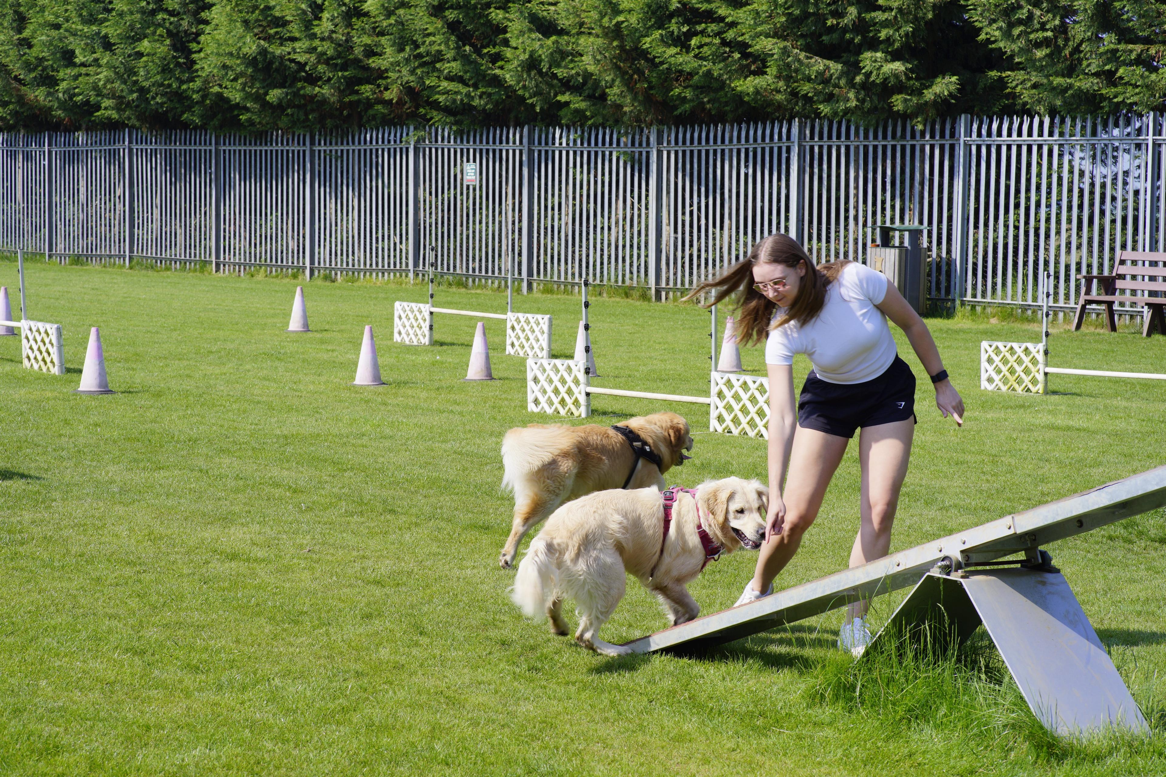 Owner and labrador agility training on the seesaw