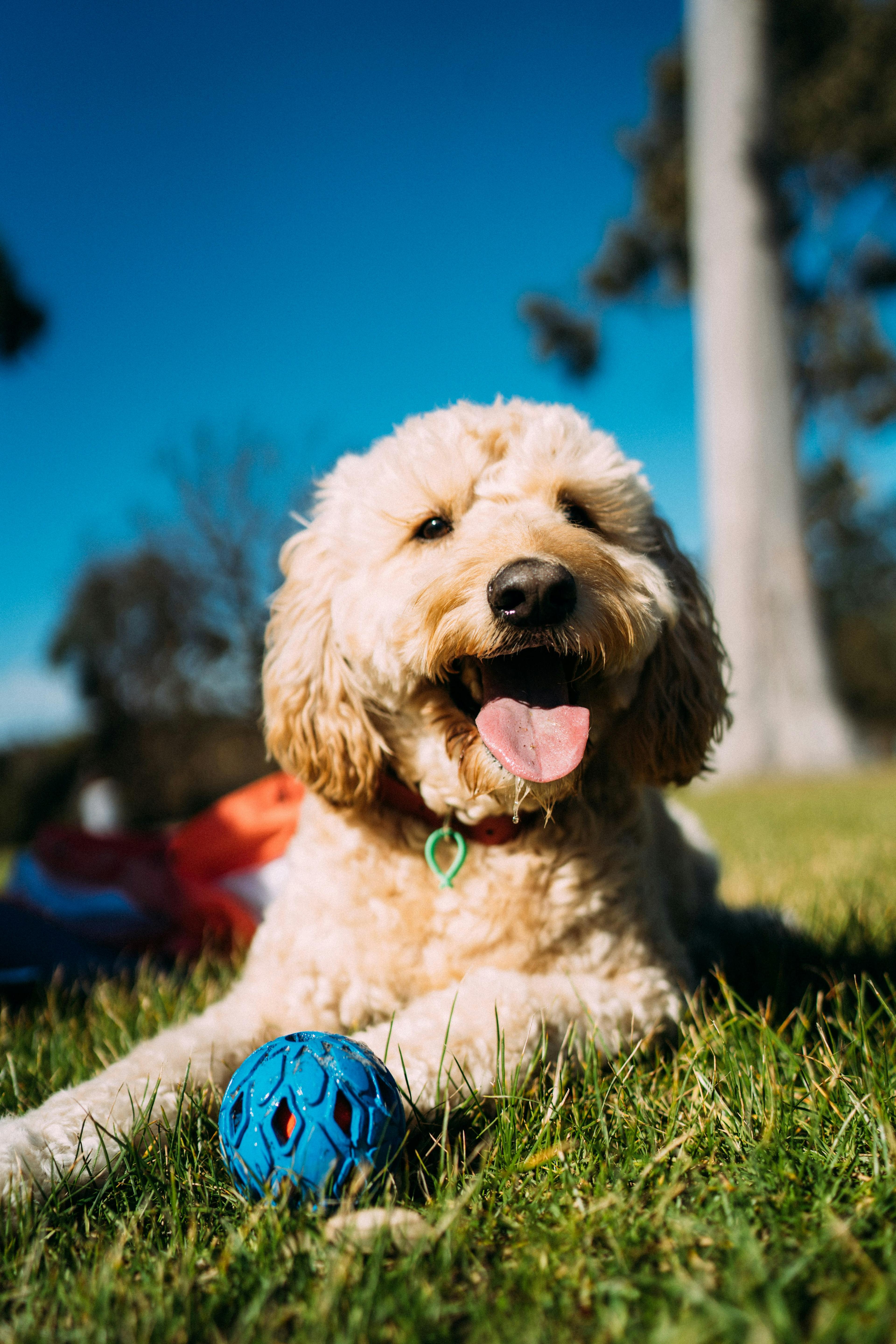 Small dog sat on grass with tongue out and small ball