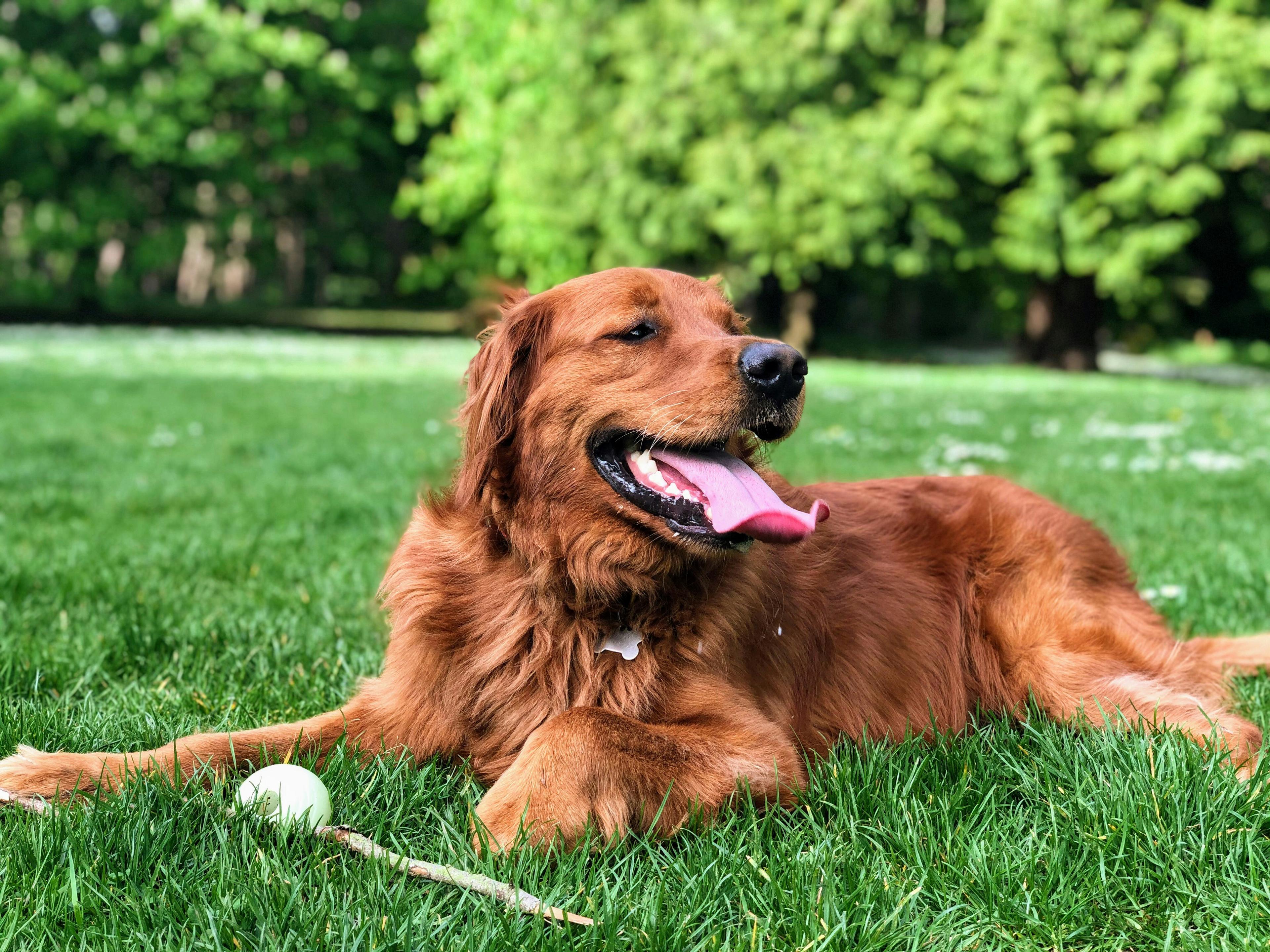 A dog sat on the grass with tongue out enjoying the sun