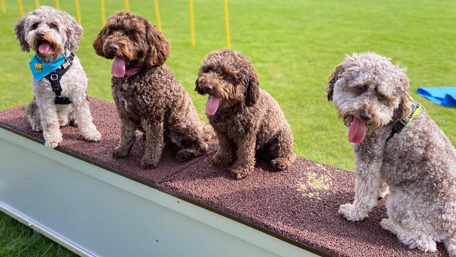 group of pups sat on the dog agility ramp