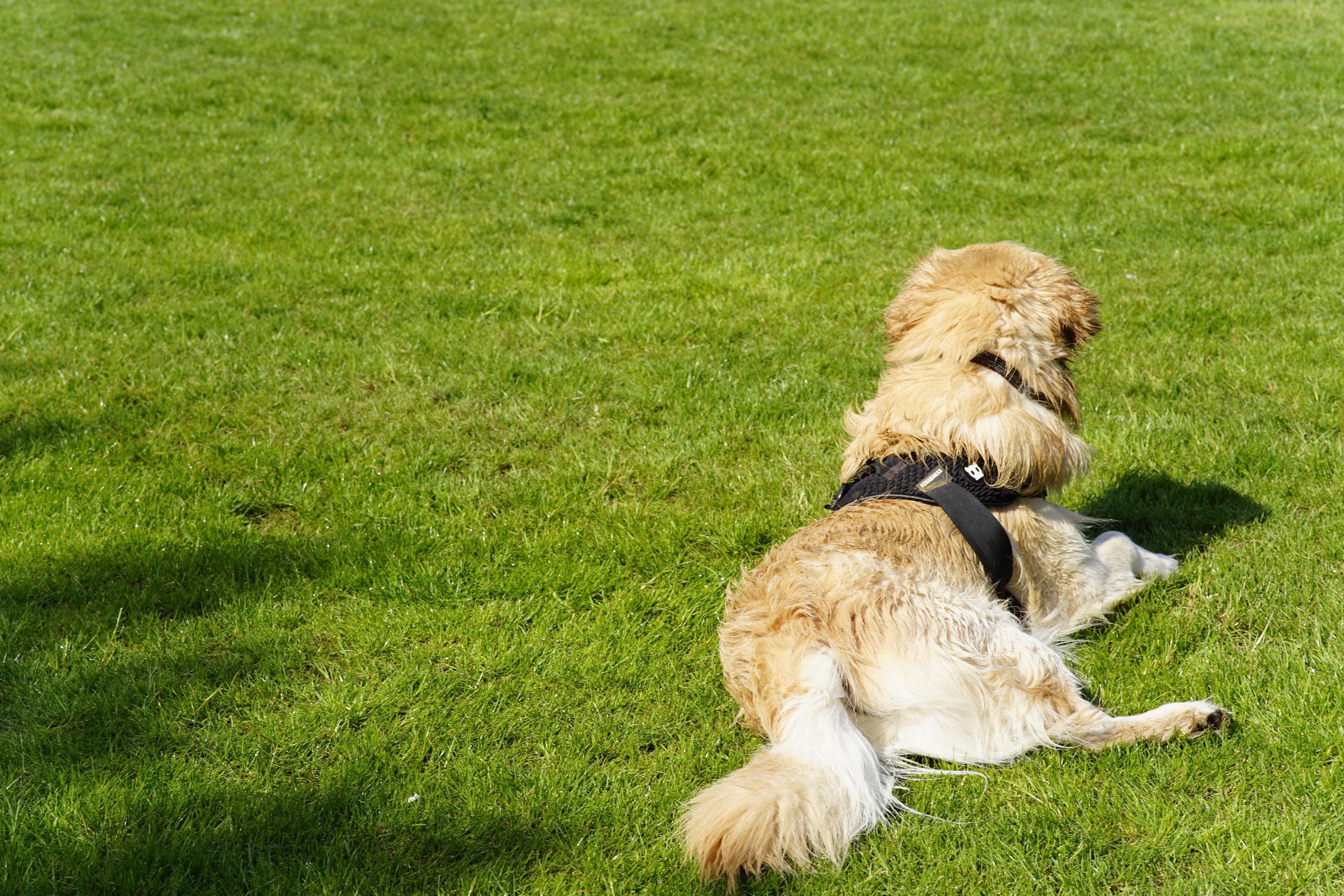 labrador enjoying the sun