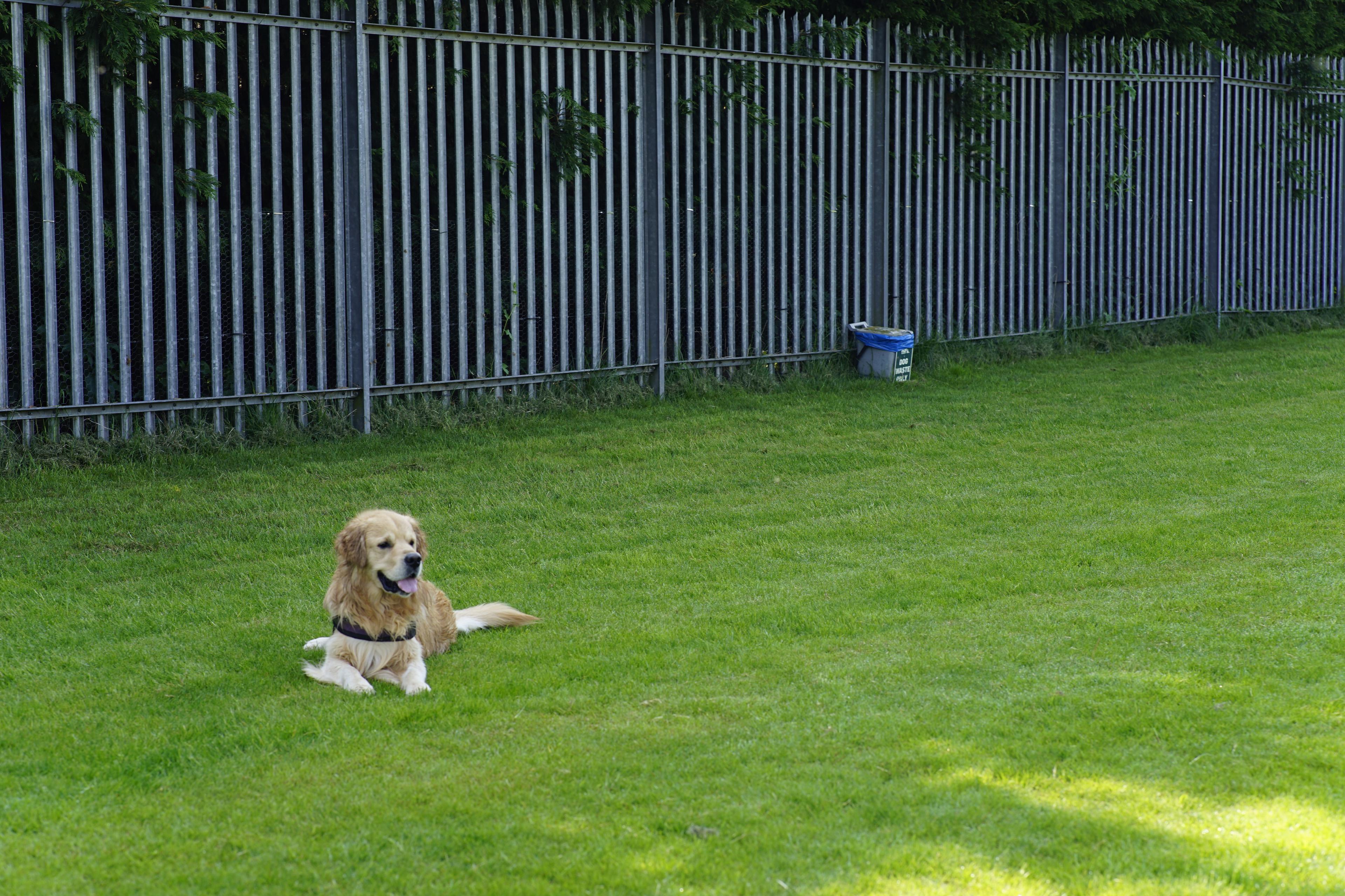 Labrador waiting to play with friends