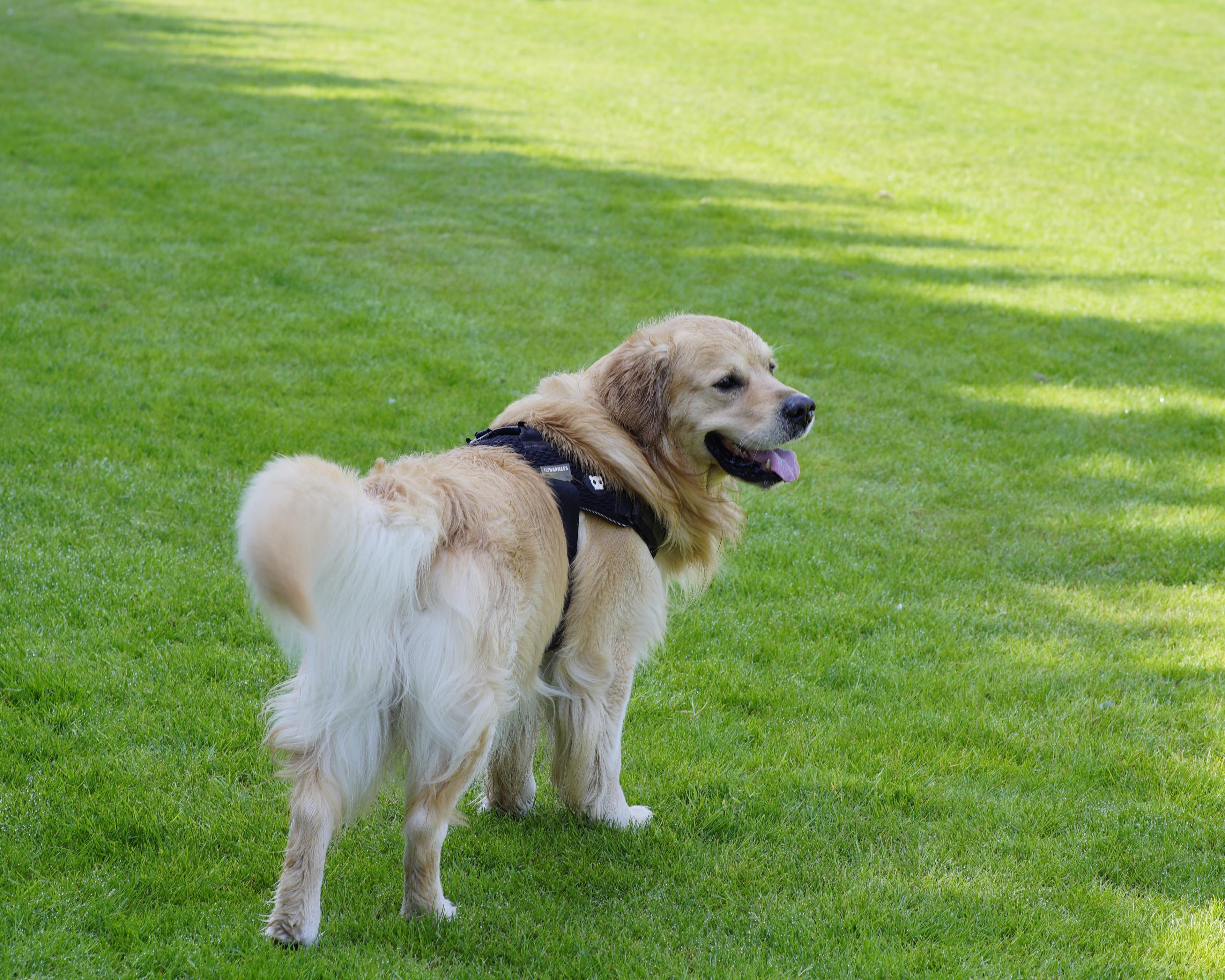 Dog sat in the shade after agility training